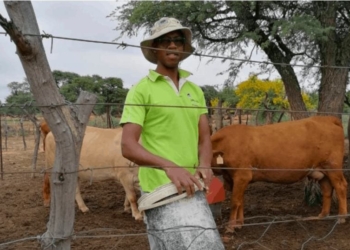 Farmer Lopang Disipi uses Voermol Production Lick to ensure maximum growth in his livestock. Photo: Supplied/Food For Mzansi