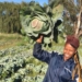 Njabulo Mbokane, who farms on leased land in Ermelo and Lothair in Mpumalanga, was FarmSol’s very first Youth Ambassador. Photo: Twitter