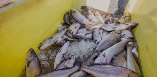 ICYMI: World Fisheries Day zooms in on soon-to-be barren oceans