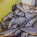 ICYMI: World Fisheries Day zooms in on soon-to-be barren oceans