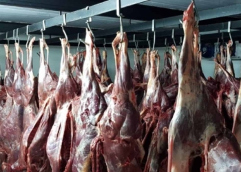 The Eastern Cape government reminded game farmers that, in accordance with the law, meat must be inspected by a qualified person before it is slaughtered. Photo: Supplied/Food For Mzansi