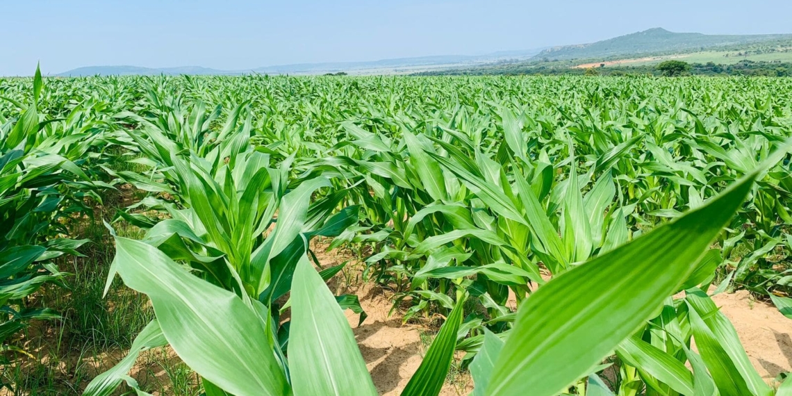 African agriculture: 30% of people in Sub-Saharan Africa are considered food insecure. Researchers explore what is leading to low agricultural outputs from parts of Africa. Photo: Supplied/Food For Mzansi