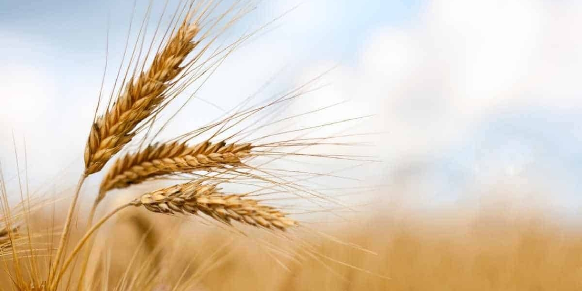 Grain SA has paid tribute to Bully Botma, one of its former chairpersons, who died earlier this evening. Photo: Supplied/Food For Mzansi