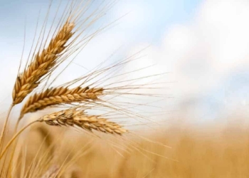 Grain SA has paid tribute to Bully Botma, one of its former chairpersons, who died earlier this evening. Photo: Supplied/Food For Mzansi