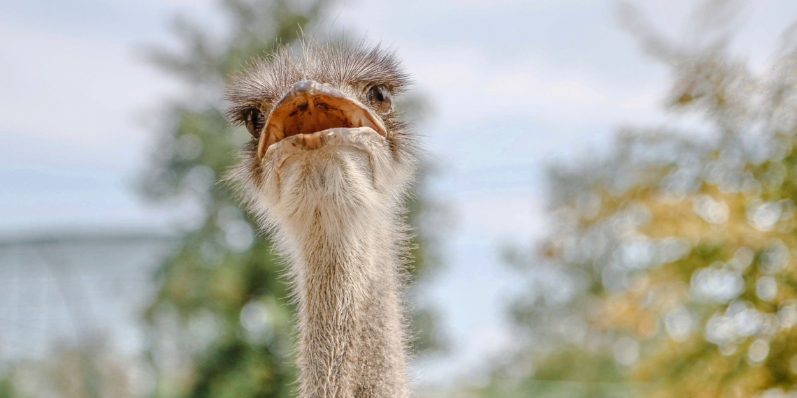 This digital tool is regarded as a pivotal one in the ostrich producers' toolkit. Photo: Food For Mzansi