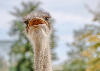 This digital tool is regarded as a pivotal one in the ostrich producers' toolkit. Photo: Food For Mzansi