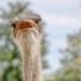 This digital tool is regarded as a pivotal one in the ostrich producers' toolkit. Photo: Food For Mzansi