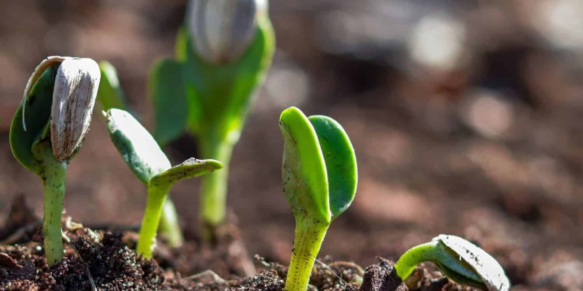 Inequality within food systems was the topic of discussion and education during the 2021 UN Food Systems Summit. Photo: Supplied/Food For Mzansi