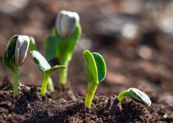 Inequality within food systems was the topic of discussion and education during the 2021 UN Food Systems Summit. Photo: Supplied/Food For Mzansi