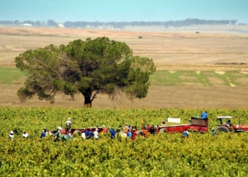 The Covid-19 pandemic has contributed to at least 139 000 job losses in Limpopo despite agriculture’s stellar performance. Photo: Supplied/Unsplash