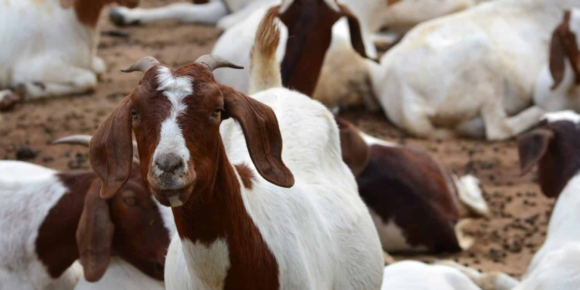 between August 2019 and August 2020 South Africa’s livestock numbers declined for cattle, sheep and goats. Photo: Pexels/Food For Mzansi
