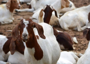 Livestock decline: Why you’re paying more for meat
