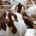 Livestock decline: Why you’re paying more for meat