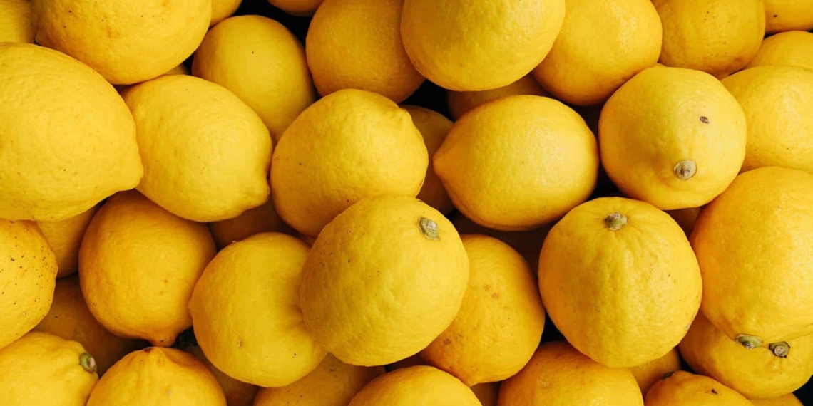 agriculture events: The South African citrus industry can now export greater quanities to China after the signing of a protocol agreement. Photo: Supplied/Unsplash