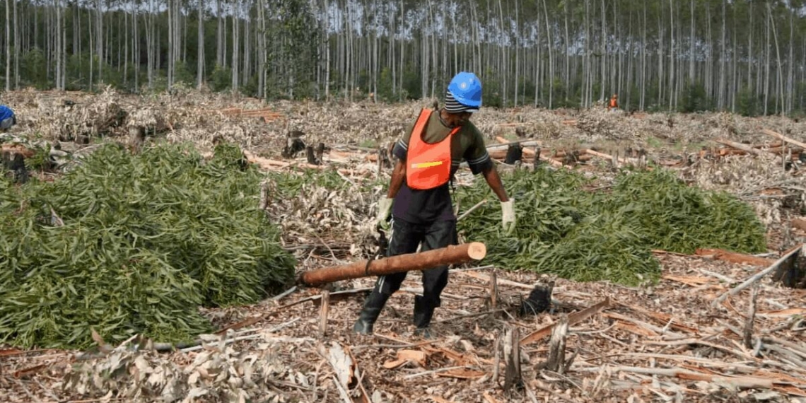 Jobs in the agricultural sector have plummeted to 8% in the first quarter of 2021 – the lowest it has been since 2014. Photo: Supplied/Food For Mzansi