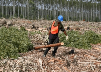 Jobs in the agricultural sector have plummeted to 8% in the first quarter of 2021 – the lowest it has been since 2014. Photo: Supplied/Food For Mzansi