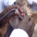 Livestock development in Africa remains a key driver of socio-economic transformation and resilience in farming communities, according to AABNet. Photo: Supplied/Food For Mzansi
