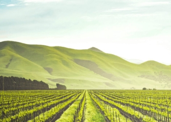 A significant increase in exports from Mzansi can be ascribed to favourable local production, global demand and collaboration between the agricultural and logistics sectors of South Africa in getting produce through the country's ports. Photo: Supplied/Food For Mzansi