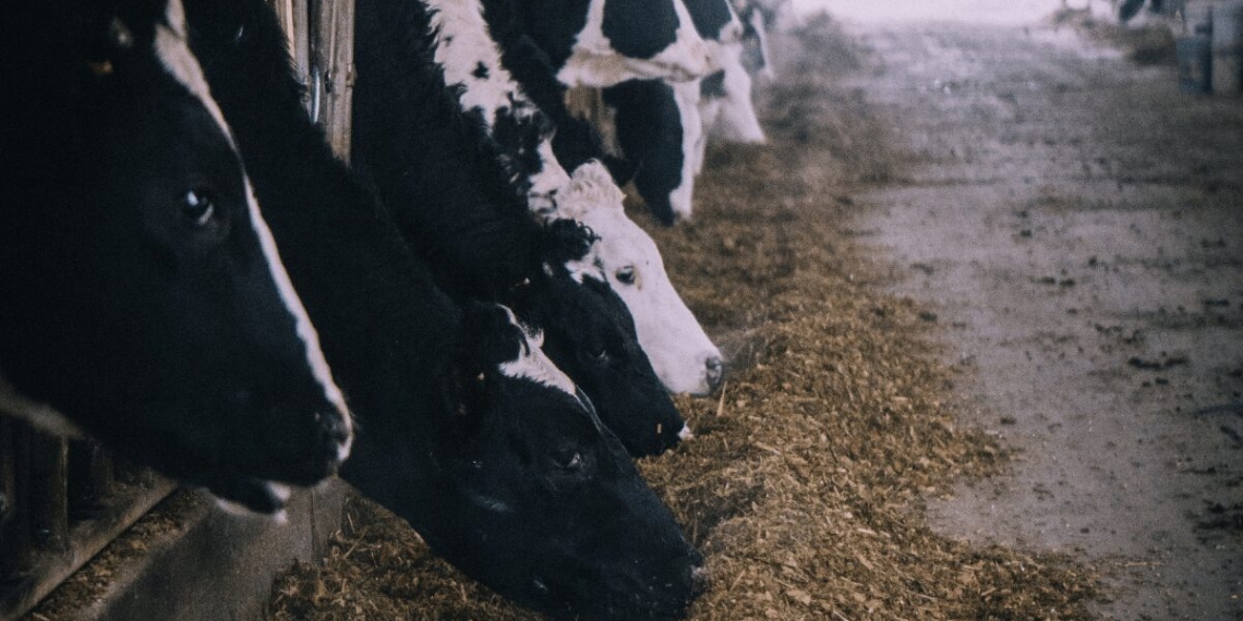 Antibiotics are often added to animal feed and water in an attempt to promote overall health, accelerating antibiotics resistance everywhere. Photo: Supplied/Food For Mzansi