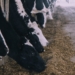 Antibiotics are often added to animal feed and water in an attempt to promote overall health, accelerating antibiotics resistance everywhere. Photo: Supplied/Food For Mzansi