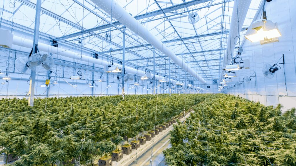 The Gauteng provincial government has incorporated plans to grow its cannabis economy in its Growing Gauteng Together 2030 strategy. Photo: Supplied/Food For Mzansi