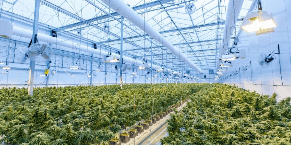 The Gauteng provincial government has incorporated plans to grow its cannabis economy in its Growing Gauteng Together 2030 strategy. Photo: Supplied/Food For Mzansi