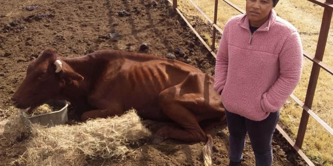 A Gauteng couple are on the brink of losing land to a government official that the husband’s family has been farming on since 2007. Photo: Supplied/Food For Mzansi