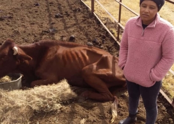 A Gauteng couple are on the brink of losing land to a government official that the husband’s family has been farming on since 2007. Photo: Supplied/Food For Mzansi