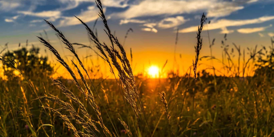 While South Africa's economy has grown, the agricultural GDP has shrunk by 3.2% in the past year. Photo: Supplied/Food For Mzansi