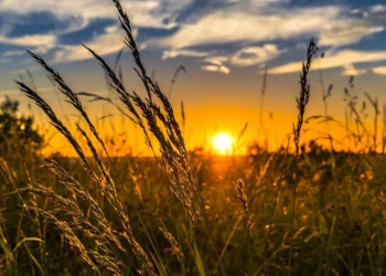 While South Africa's economy has grown, the agricultural GDP has shrunk by 3.2% in the past year. Photo: Supplied/Food For Mzansi