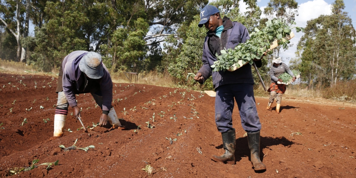 With restaurants, hotels and schools under tough Covid-19 lockdown restrictions, farmers are forced to get rid of their produce by dumping it or giving it away. Photo: Supplied/ Flickr