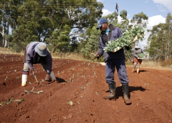 With restaurants, hotels and schools under tough Covid-19 lockdown restrictions, farmers are forced to get rid of their produce by dumping it or giving it away. Photo: Supplied/ Flickr