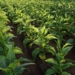 tobacco farm