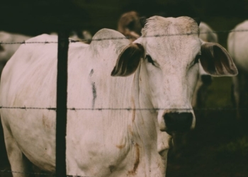 How to build cattle fencing