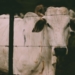 How to build cattle fencing