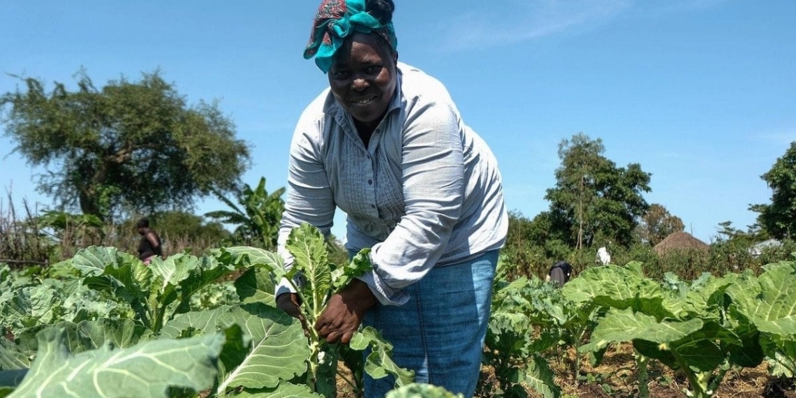 6 tips to thrive as a township farmer
