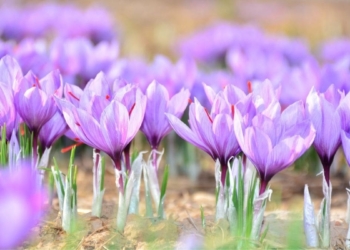 farming with saffron in south africa