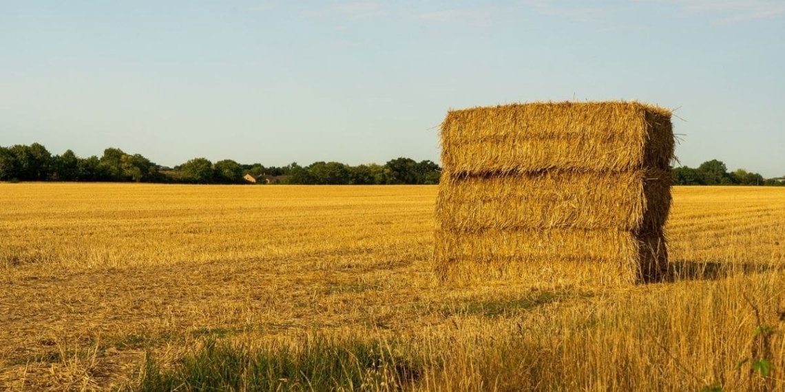 how to prevent rain damage on cut hay