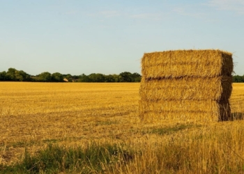 how to prevent rain damage on cut hay