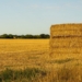 how to prevent rain damage on cut hay