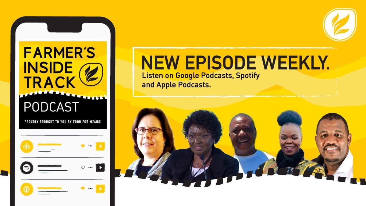 Podcast: Tobacco farming is not for the faint of heart