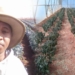 Gauteng farmer Eric Mauwane’s crops were completely destroyed on his Tarlton farm after the country experienced what was dubbed the coldest night in the country. Photo: Supplied/Food For Mzansi