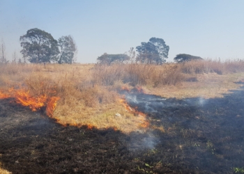fire grazing