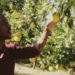 Young Farmer: An assistant production manager, Thabang Makola is learning as much as he can.