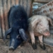 Pig farmers: In the Eastern Cape village of Upper Gxulu, the Afrivet One Health team has ear-tagged and vaccinated 115 pigs against the tapeworm that causes Neurocysticercosis (NCC) in humans. Photo: Supplied/Food For Mzansi