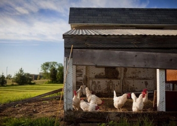 chicken farm