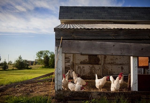 chicken farm