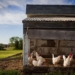 chicken farm
