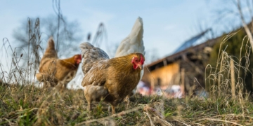 Another province bites the dust as bird flu hits the North West