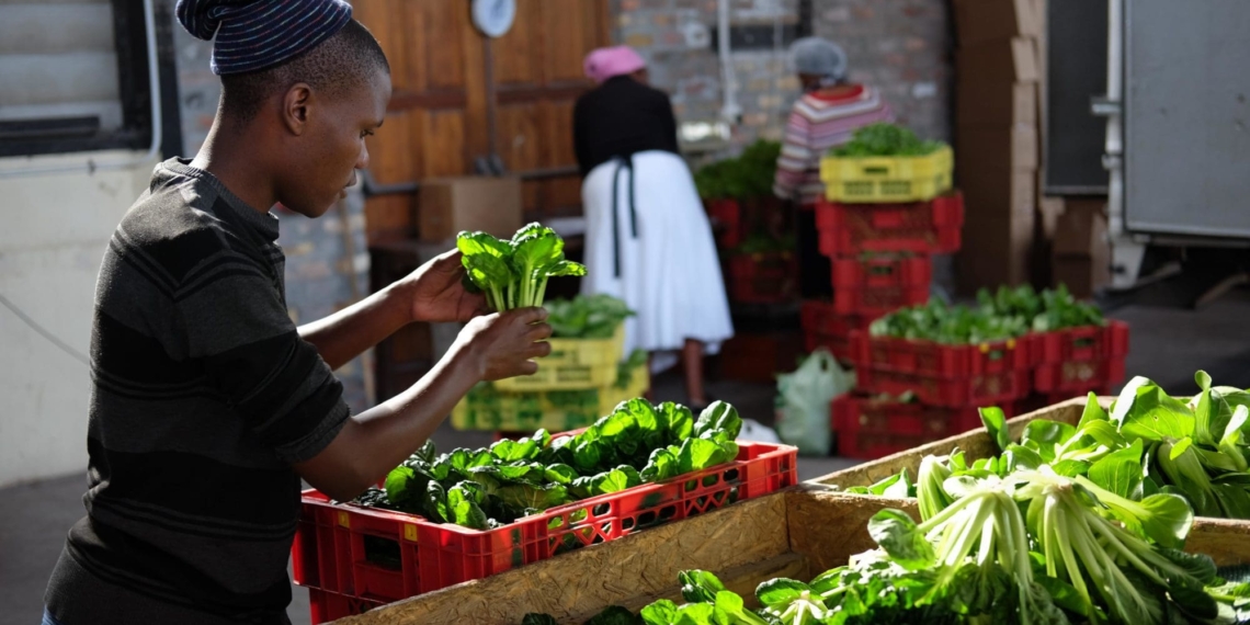 Township farmers in Cape Town have been dealt a double blow and are barely surviving following an increase of electricity and petrol prices. Photo: Supplied/Abalimi Bezekhaya